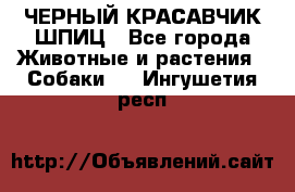 ЧЕРНЫЙ КРАСАВЧИК ШПИЦ - Все города Животные и растения » Собаки   . Ингушетия респ.